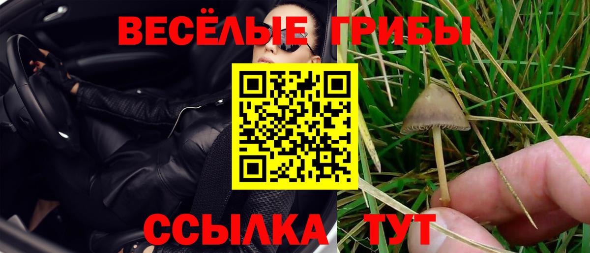 Галлюциногенные грибы Cubensis Шебекино